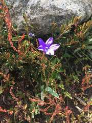 Wahlenbergia ceracea