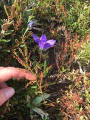 Wahlenbergia ceracea