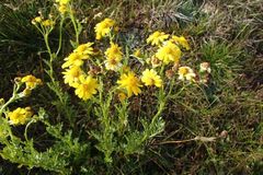 Senecio pinnatifolius alpinus