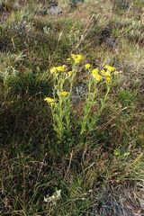 Senecio pinnatifolius alpinus
