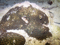 Leptastrea transversa
