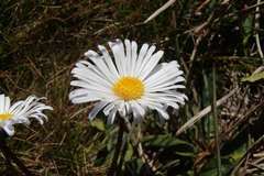 Brachyscome decipiens