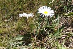 Brachyscome decipiens