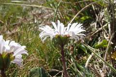 Brachyscome decipiens