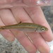 Fat Minnow - Photo (c) seokinyang, some rights reserved (CC BY-NC), uploaded by seokinyang
