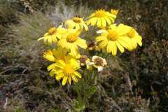 Senecio pinnatifolius alpinus