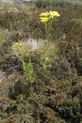 Senecio pinnatifolius alpinus