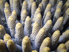 Acropora spathulata