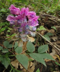 Lathyrus venetus