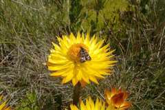 Xerochrysum subundulatum