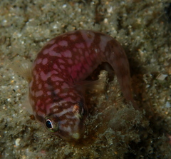 Aspasmogaster costata