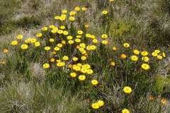 Xerochrysum subundulatum