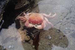 Cyclograpsus granulosus