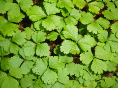 Waldsteinia ternata