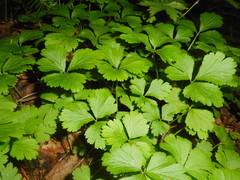 Waldsteinia ternata