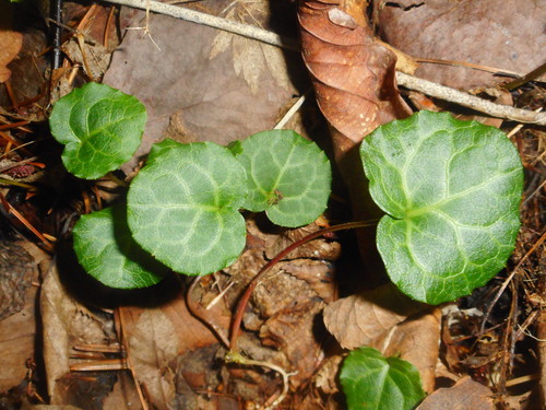 Image of Pyrola renifolia by (c) Eugene Popov, some rights reserved (CC BY)