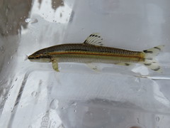 Coreoleuciscus splendidus
