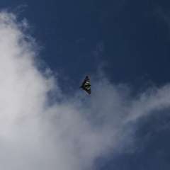 Graphium macleayanus moggana