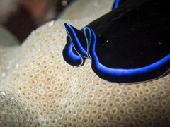 Pseudoceros caeruleocinctus