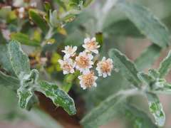 Ozothamnus secundiflorus