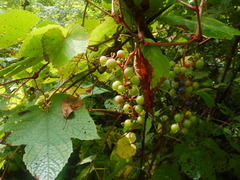 Vitis amurensis
