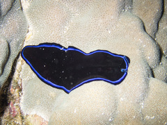 Pseudoceros caeruleocinctus