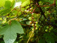 Vitis amurensis