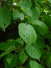 Actinidia kolomikta