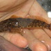 Korean Sculpin - Photo (c) seokinyang, some rights reserved (CC BY-NC), uploaded by seokinyang