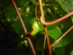 Actinidia kolomikta