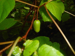 Actinidia kolomikta
