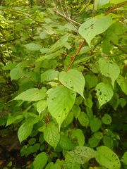 Actinidia kolomikta