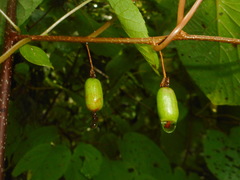 Actinidia kolomikta