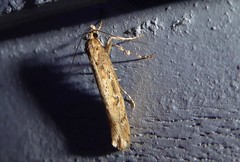 Atomotricha chloronota