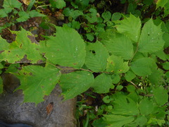 Ulmus laciniata