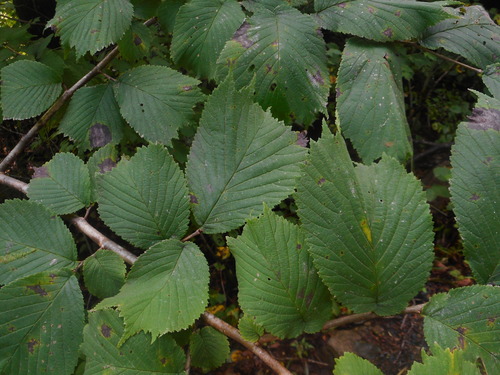 Image of Ulmus laciniata by (c) Eugene Popov, some rights reserved (CC BY)