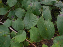 Ulmus laciniata
