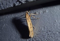 Atomotricha chloronota