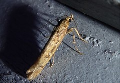 Atomotricha chloronota
