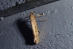 Atomotricha chloronota