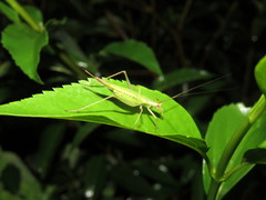 Oecanthus longicauda