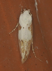 Mompha circumscriptella
