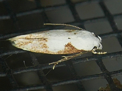 Mompha circumscriptella