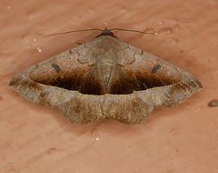 Epidromia rotundata