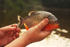 Pygocentrus nattereri