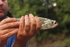 Payara photo 4