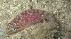 Aspasmogaster costata