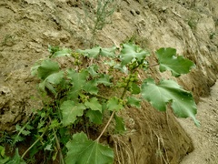 Xanthium orientale riparium