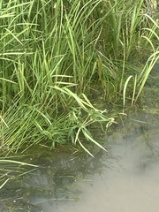 Sparganium erectum