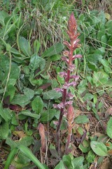 Orobanche minor
